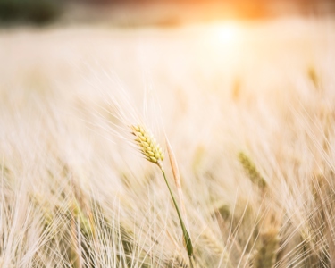 Our sourcing categories