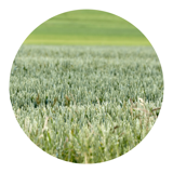 Better feed crop yield