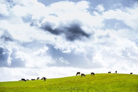Photo of cows on a field