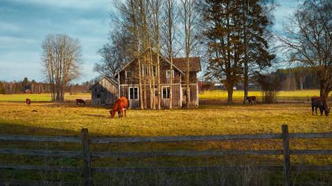 Sustainable dairy production