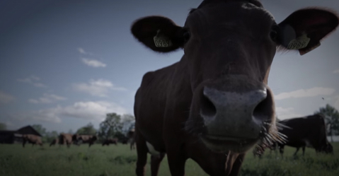 We care for our cows