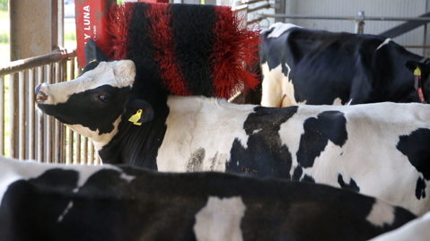 Our cows are in good condition