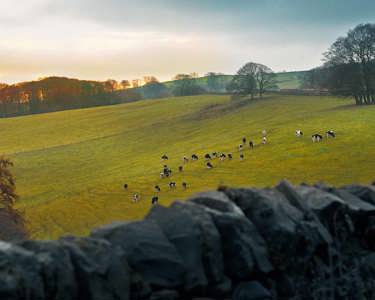 Happy cows are healthy cows