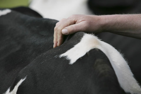 Lead sustainable dairy